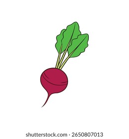 Fresh beetroot with large leafy tops and vibrant purple base Vector illustration