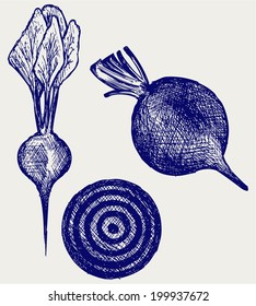 Fresh beetroot with leaves. Doodle style