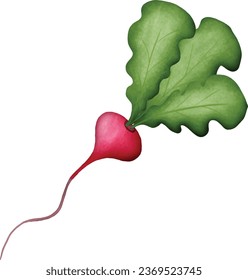Fresh Beetroot Tree Vegetable organic