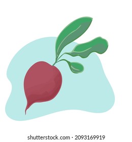 Fresh beets with leaf. Herbal ingredient for food