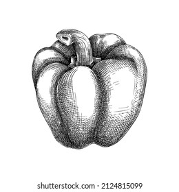 Fresh bell pepper sketch. Hand-sketched Vegetable illustration. Healthy food plant. Vector drawing of raw cultivated sweet pepper. Capsicum for grocery, markets, packaging, recipes, menus design.