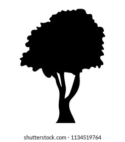 
A fresh Black ash tree or  fraxinus 
