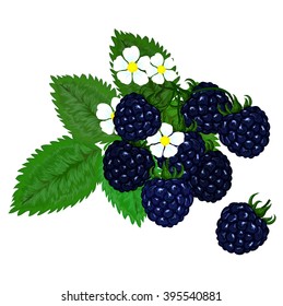 fresh blackberries