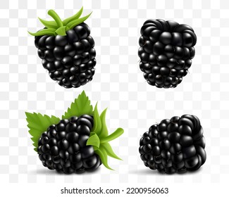 Fresh blackberry with stem and leaf, isolated on transparent background, 3d realistic vector berries