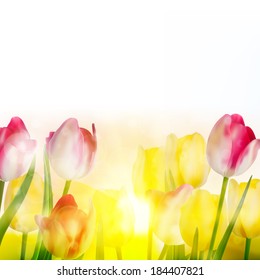 Fresh blooming tulips in the spring garden. And also includes EPS 10 vector