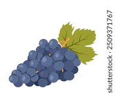 Fresh blue grapes. A grape bunch with a green leaf  isolated on a white background. Ingredient for making wine. Flat style illustration.