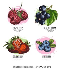 Fresh blueberries, strawberries, raspberries and black currant with leaves vector hand drawn illustrations set. Natural fruit berries pile sketch on watercolor stain. Organic food color design