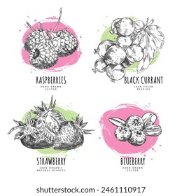 Fresh blueberries, strawberries, raspberries and black currant with leaves vector engraved hand drawn illustrations set. Natural fruit berries pile sketch on watercolor stain. Organic food design