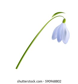 Fresh bluish snowdrop on white isolated vector illustration made with gradient mesh. For greeting cards, banners, design, decoration.