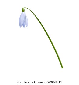 Fresh bluish snowdrop on white isolated vector illustration made with gradient mesh. For greeting cards, banners, design, decoration.