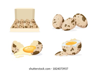 Fresh and boiled eggs. Quail broken eggs with cracked eggshell and yolks, in cardboard box, egg half with yolk, boiled and fried. Cooking ingredient. Healthy organic food farm product vector