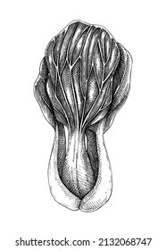 Fresh Bok choy sketch. Hand-sketched Vegetable illustration. Healthy food plant. Vector drawing of raw cultivated Chinese cabbage. Pak choi  for grocery, markets, packaging, recipes, menus design.