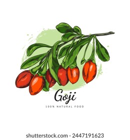 Rama fresca de bayas de goji con hojas de Ilustración vectorial dibujada a mano. Bosquejo natural de bayas rojas maduras. Planta orgánica sana de fruta superalimentaria sobre mancha de acuarela. Arándano, lycium barbarum