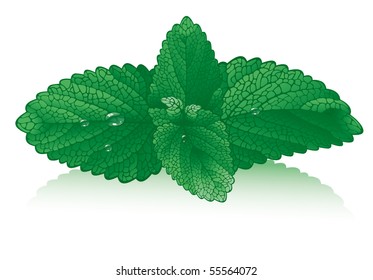 fresh branch of mint with water drops