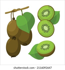 Fresh branches kiwi with green leaf in cartoon style. Vector whole and parts sweet kiwi isolated on a white background.