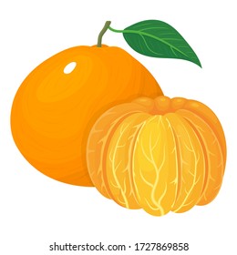 Frische, helle Zusammensetzung aus exotischem Ganzes und geschälten Tangerine oder Mandarin isoliert auf weißem Hintergrund. Sommerfrüchte für gesunden Lebensstil. Bio-Früchte. Vector Illustration für jede Konstruktion.