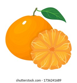 Composición fresca y brillante de mandarina exótica entera y pelada aislada en fondo blanco. Frutos de verano para un estilo de vida saludable. Fruta orgánica. Ilustración vectorial para cualquier diseño.