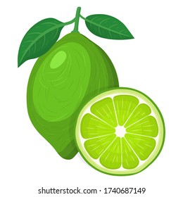 Fresh bright exotic whole and cut slice lime fruit isolated on white background. Summer fruits for healthy lifestyle. Organic fruit. Cartoon style. Vector illustration for any design.