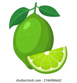 Fresh bright exotic whole and cut slice lime fruit isolated on white background. Summer fruits for healthy lifestyle. Organic fruit. Cartoon style. Vector illustration for any design.
