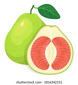 Fresh bright exotic whole and cut slice pomelo fruit isolated on white background. Summer fruits for healthy lifestyle. Organic fruit. Cartoon style. Vector illustration for any design.