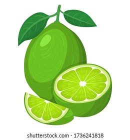Fresh bright exotic whole, half and cut slice lime fruit isolated on white background. Summer fruits for healthy lifestyle. Organic fruit. Cartoon style. Vector illustration for any design.