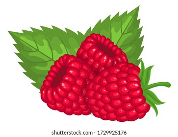 Fresh bright exotic whole raspberries with leaves isolated on white background. Summer fruits for healthy lifestyle. Organic fruit. Cartoon style. Vector illustration for any design.