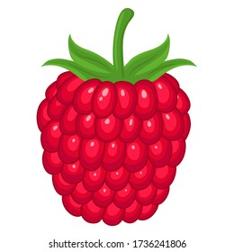 Fresh bright exotic whole raspberry isolated on white background. Summer fruits for healthy lifestyle. Organic fruit. Cartoon style. Vector illustration for any design.