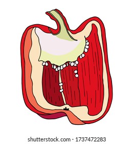 Fresh bright red bell pepper cut. Hand drawn vector vegetable isolated on white background. Halved capsicum with seeds. Tasty ingredient, topping, side dish. Vegetarian food drawing