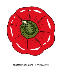 Pimienta roja fresca y brillante. Ilustración vectorial de verduras crudas aisladas en fondo blanco. Vista superior de capsicum. Sabroso ingrediente, tapeo, plato lateral. Dibujo gráfico de alimentos vegetarianos
