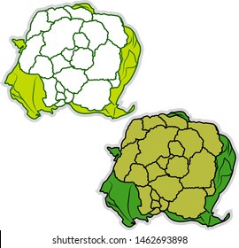Fresh broccoflower, illustration, vector on white background.