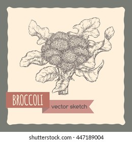 Fresh broccoli in garden hand drawn vector sketch. Great for cooking, gardening, farming or agricultural design.