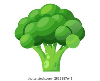 Fresh broccoli head isolated on plain white background.