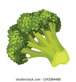 Fresh Broccoli Head Vector Illustration. Green Vegetable for Cooking Purpose