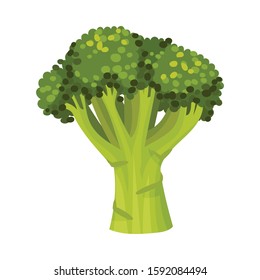Fresh Broccoli Head Vector Illustration. Green Vegetable for Cooking Purpose