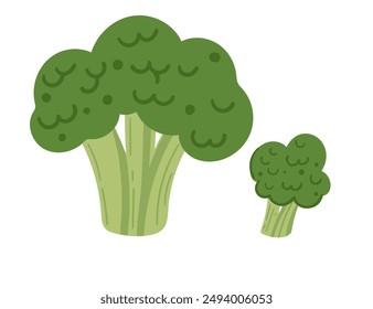 Fresh broccoli heads and florets, ideal for promoting healthy eating, culinary use in recipes, and garden produce features. Ripe tasty green vegetable. Flat vector illustration isolated on white.