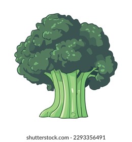 Fresh broccoli, a healthy vegetable for cooking isolated