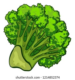 Fresh broccoli icon. Cartoon of fresh broccoli vector icon for web design isolated on white background