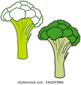Fresh broccoli, illustration, vector on white background.