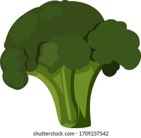 Fresh broccoli, illustration, vector on white background