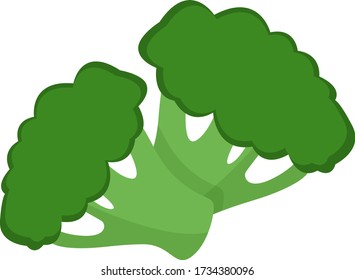 Brocoli fresco, ilustración, vector sobre fondo blanco