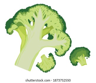 Fresh Broccoli isolated on white background.