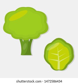 fresh broccoli and lettuce vegetable isolated for healthy food concept vector illustration