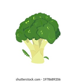 Fresh broccoli on a white isolated background. For decoration menu, packaging, dietary food products.