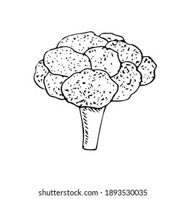 Fresh broccoli, vector illustration, hand drawing sketch