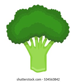 Fresh broccoli, vegetable isolated on white background