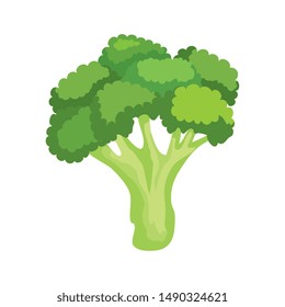 fresh broccoli vegetable nature icon