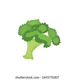 fresh broccoli vegetable nature icon on white background. Vector illustration
