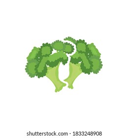 fresh broccoli vegetable nature icon on white background. Vector illustration