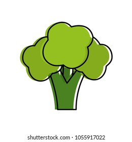 fresh broccoli vegetable nutrition healthy life