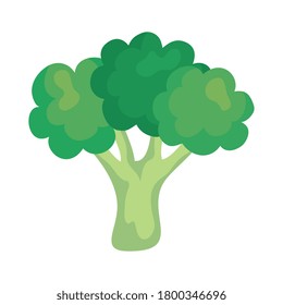 fresh broccoli vegetable, in white background vector illustration design